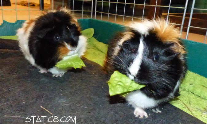 guinea pigs munching