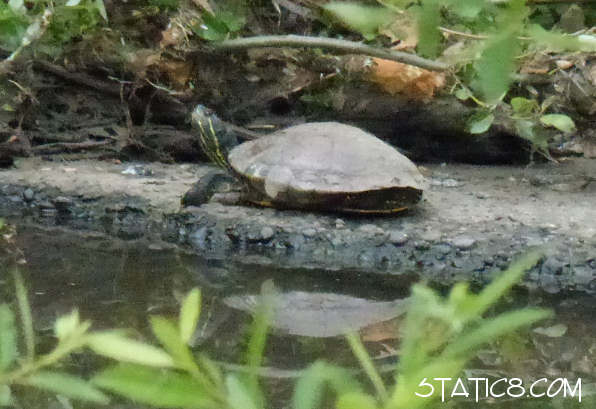 invasive red eared turtle