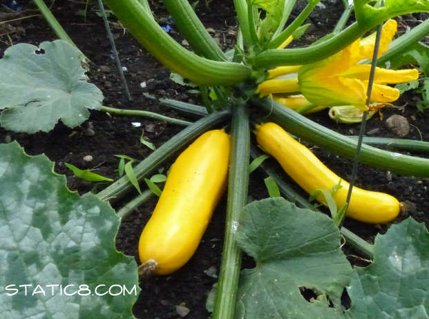 Gold Rush zucchini