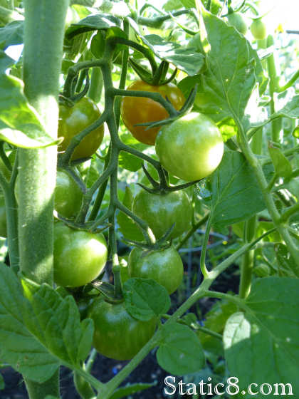 sun gold cherry tomatoes