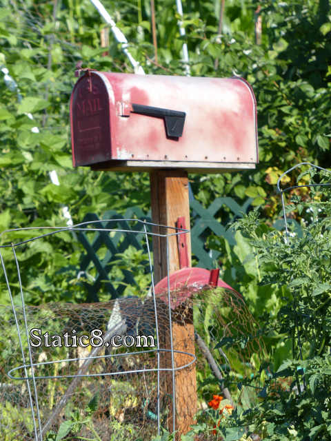 mailbox in the garden