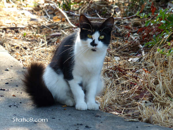 kitty on the path