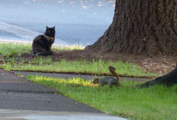kitty and squirrel