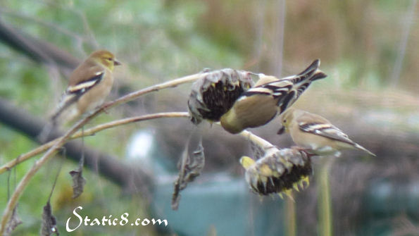 gold finches eating sunflower seeds