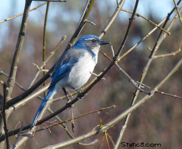 scrub jay