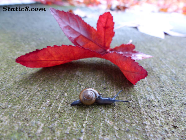 tiny snail