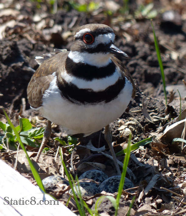 Killdeer standing over her four eggs