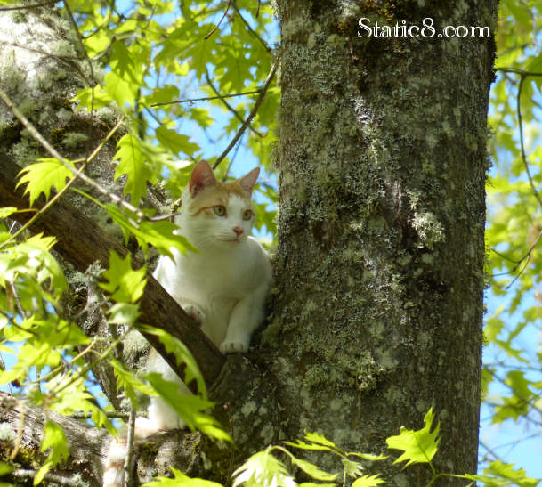 cat up a tree