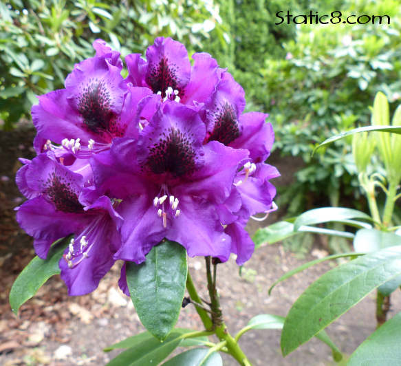 purple rhododendron