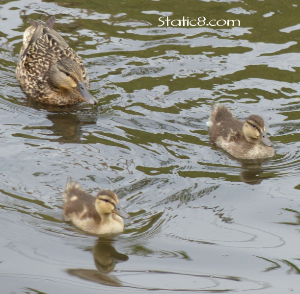 Ducklings with mom