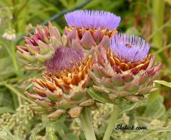 artichoke blossoms