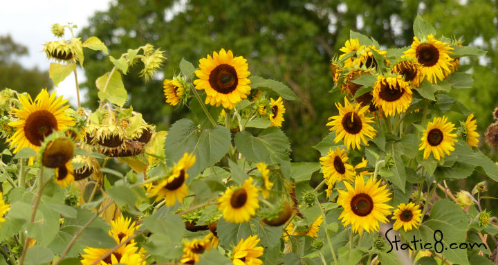 sunflowers at the community garden