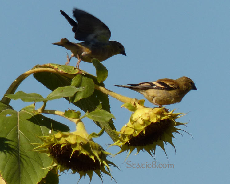 Gold Finches