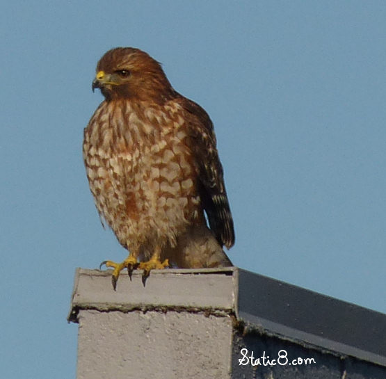 red shouldered hawk