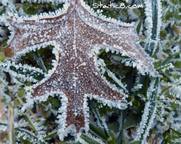 Frosty Morning