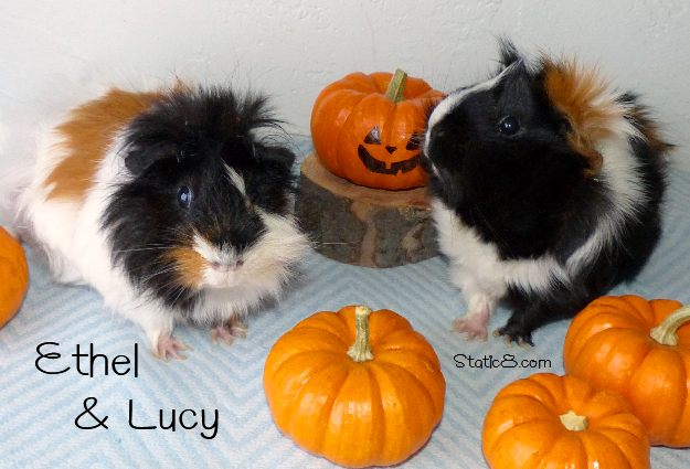 October Guinea Pigs