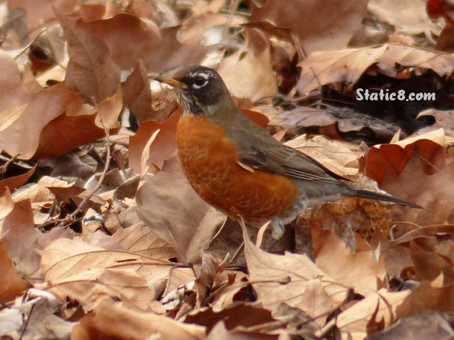 winter robin