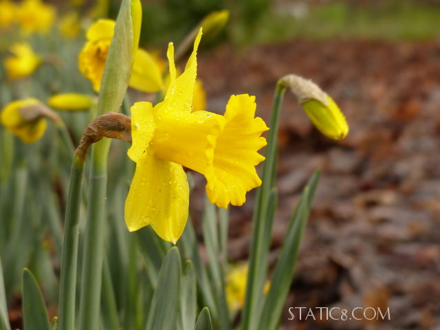 Daffodils at the community garden