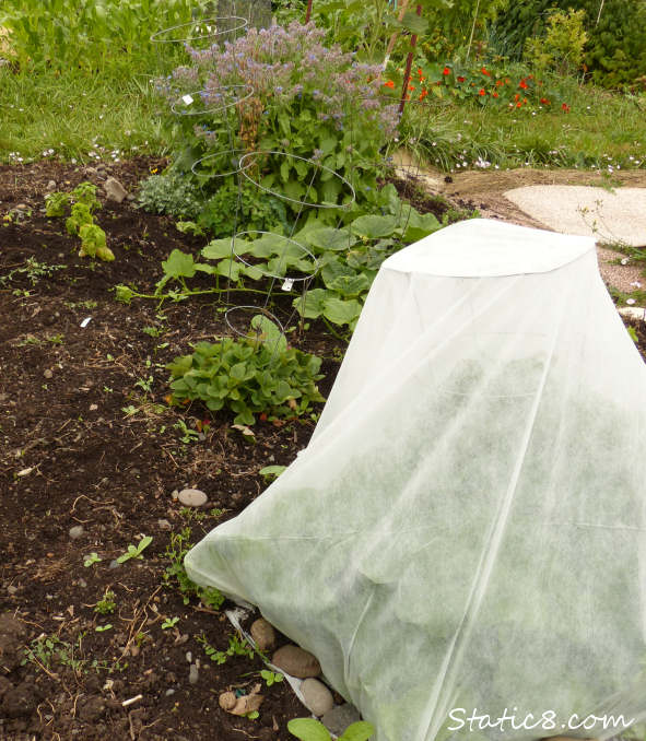 row cover in the garden
