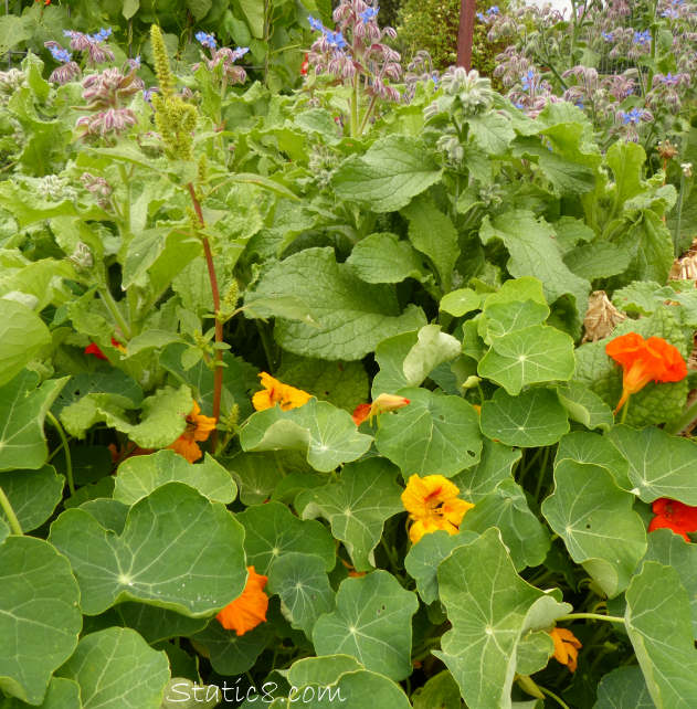 borage and Nasturtium