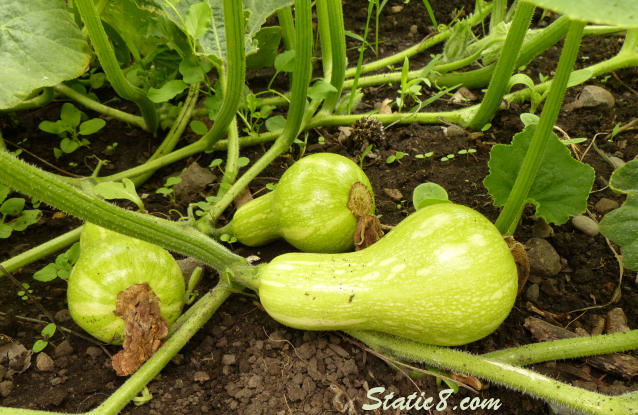 baby Butternut Squashes