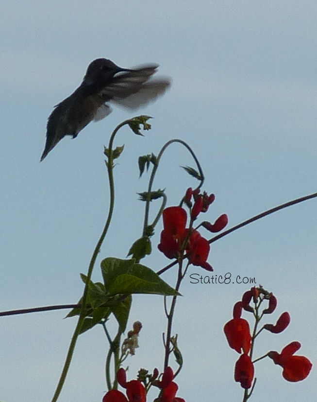 Hummingbird silhouette