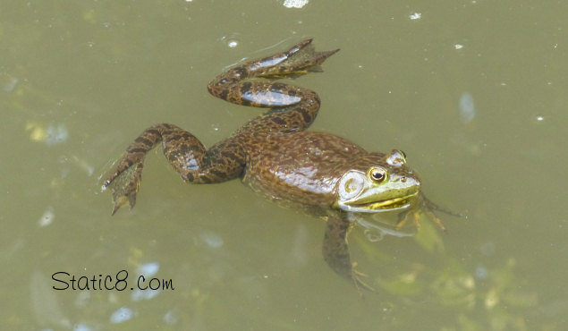 a male Bullfrog hanging in the water
