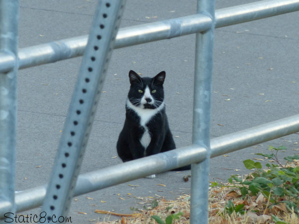 Bike Path Cat