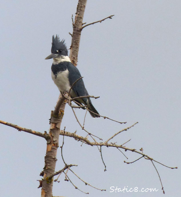 Belted Kingfisher