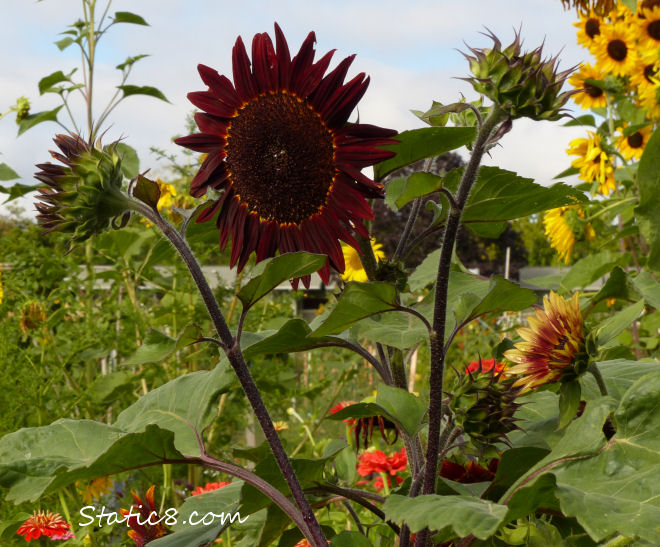 Sunflowers