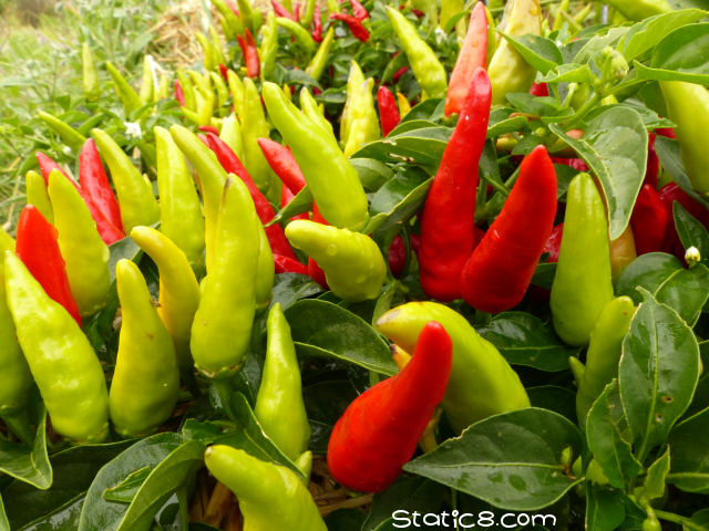 peppers