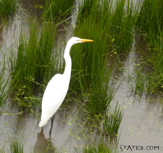 Egret