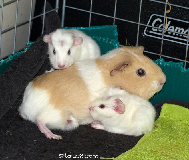 Piper the momma guinea pig with babies