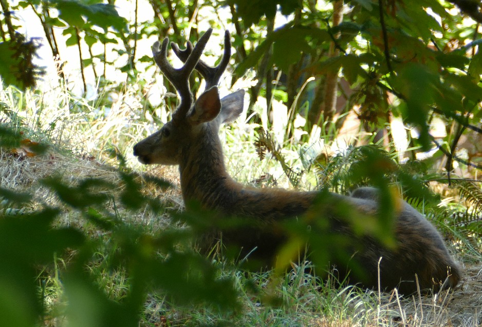 Mule deer buck, laying in the forest