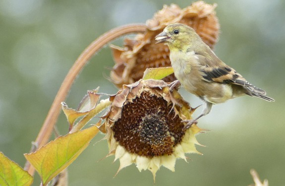 Goldfinch eating a sunflower seed on a sunflower head