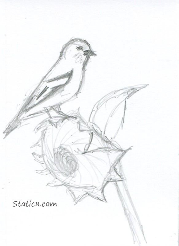 ATC Drawing of a Goldfinch on a Sunflower