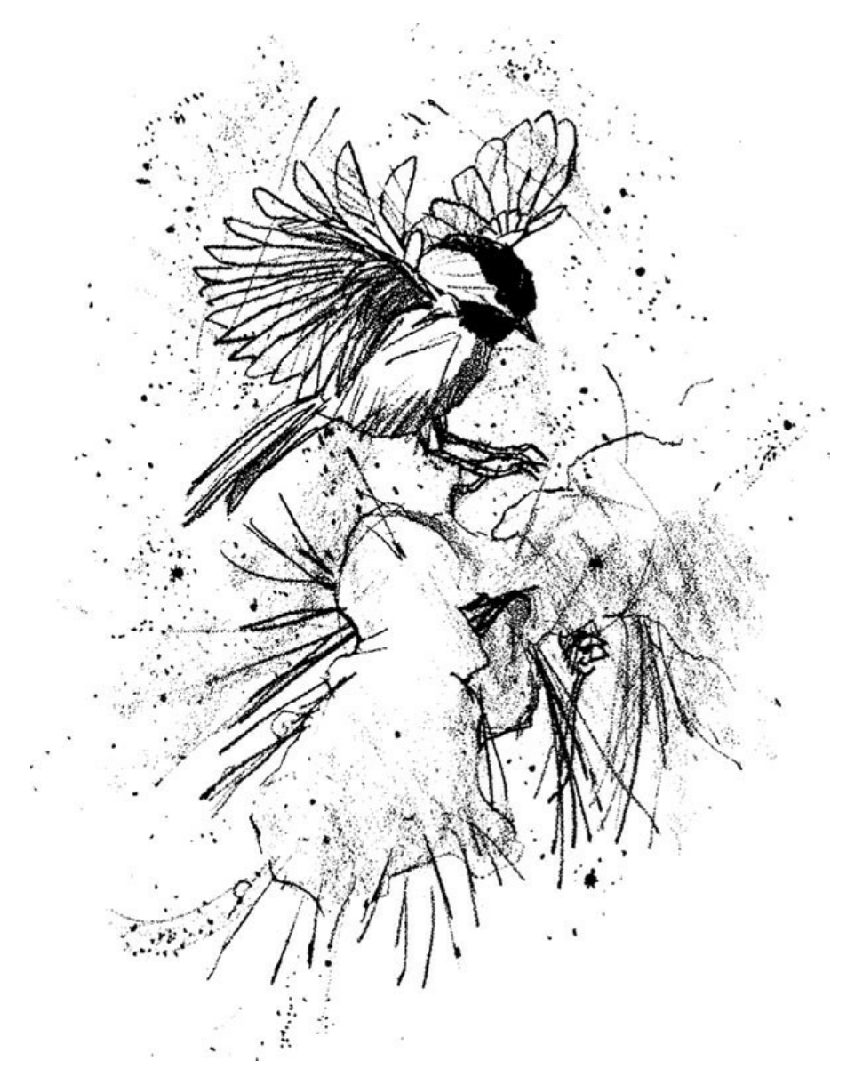 Sketch by Glen Loates, of a chickadee landing on a snowy pine branch