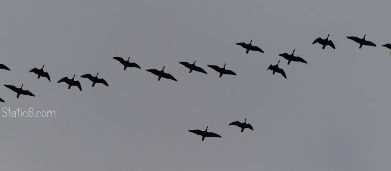 Geese flying overhead