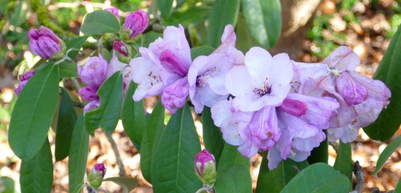 January Rhododendrons