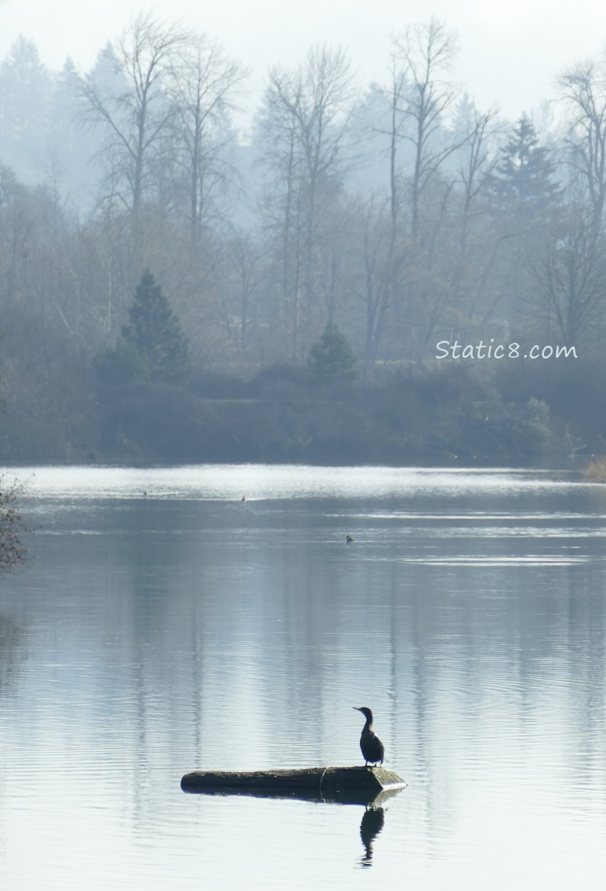 Delta Ponds