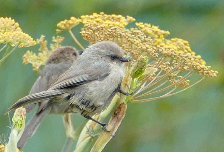 Two Bushtits