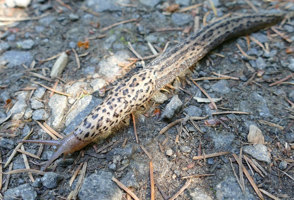 Banana Slug