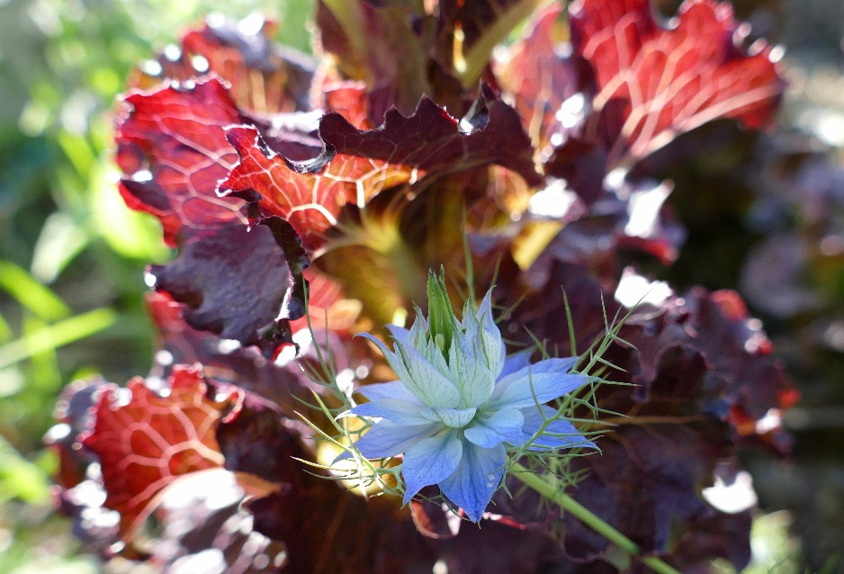 Love-in-a-Mist flower in front of bolting Cherokee lettuce
