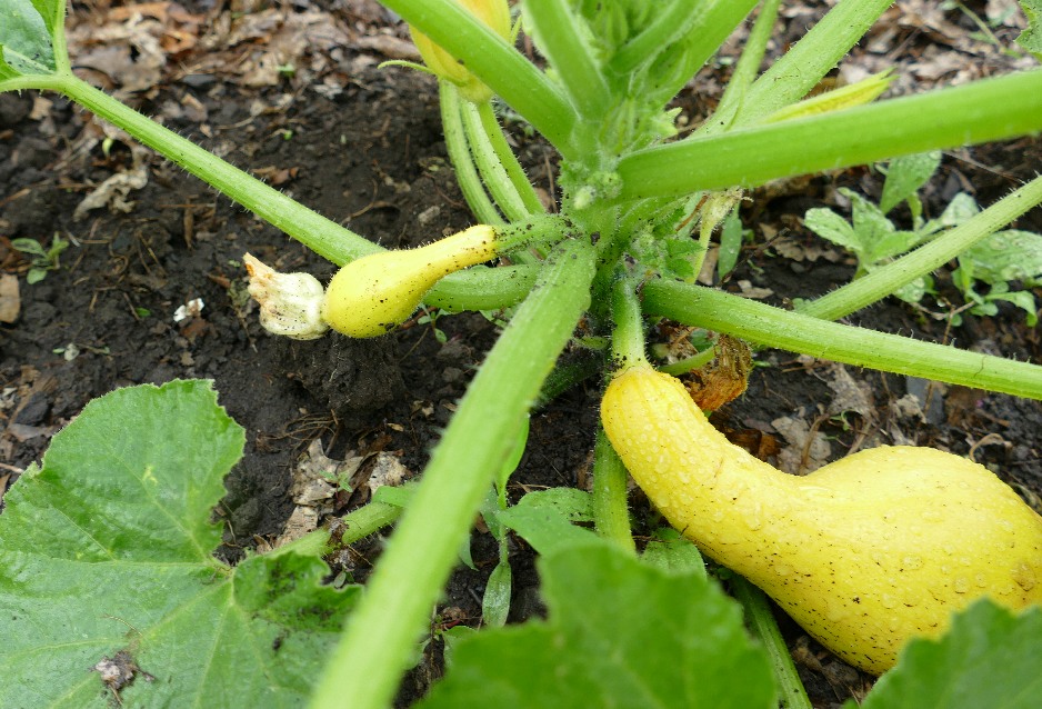 A second crookneck squash is growing