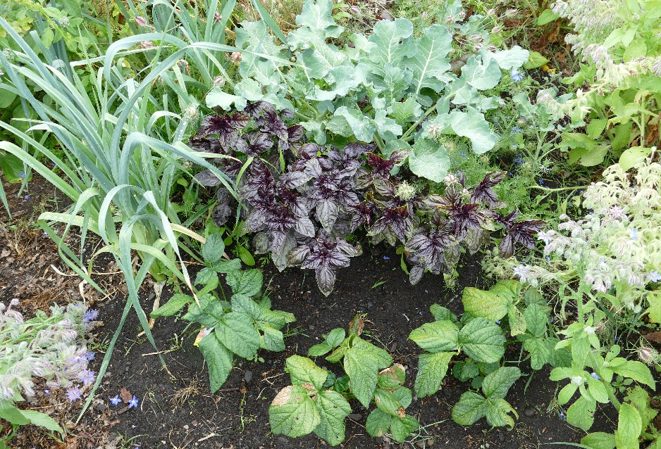Leeks, Cauliflower, Purple Basil, Soybeans