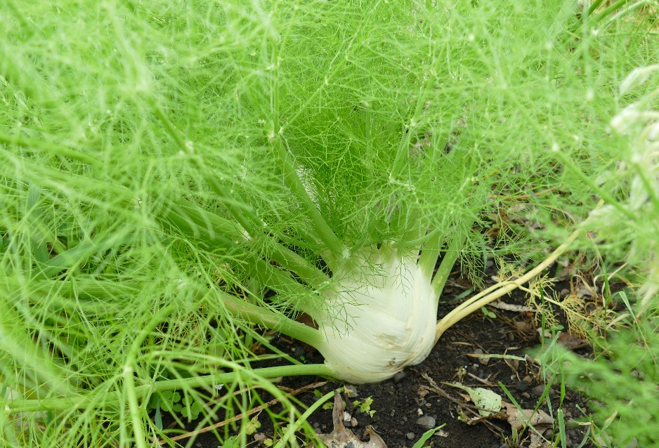 Fennel