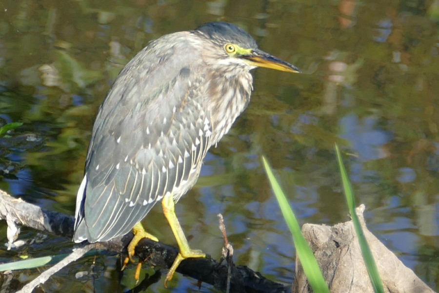 Green Heron