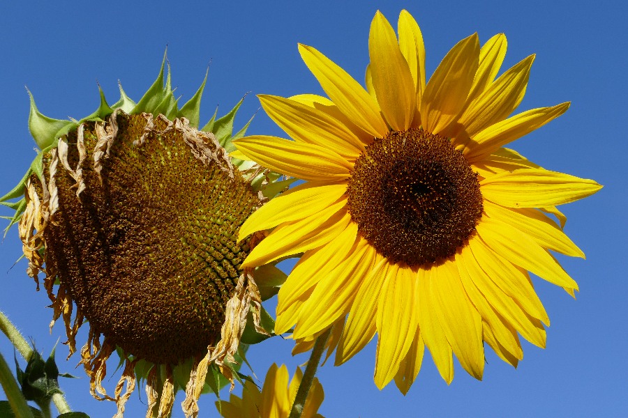 Sunflower and blue blue sky