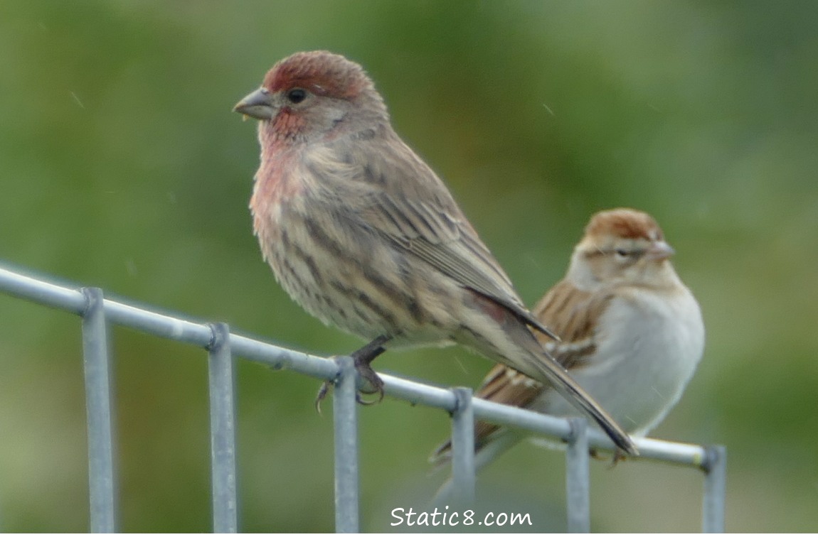 House Finch and Tree Sparrow