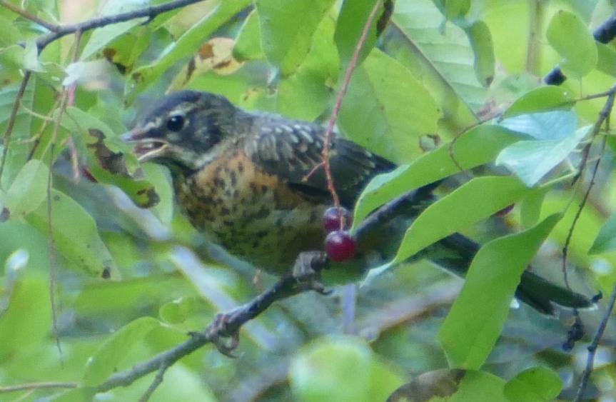 Juvenile American Robin eating a wild cherry